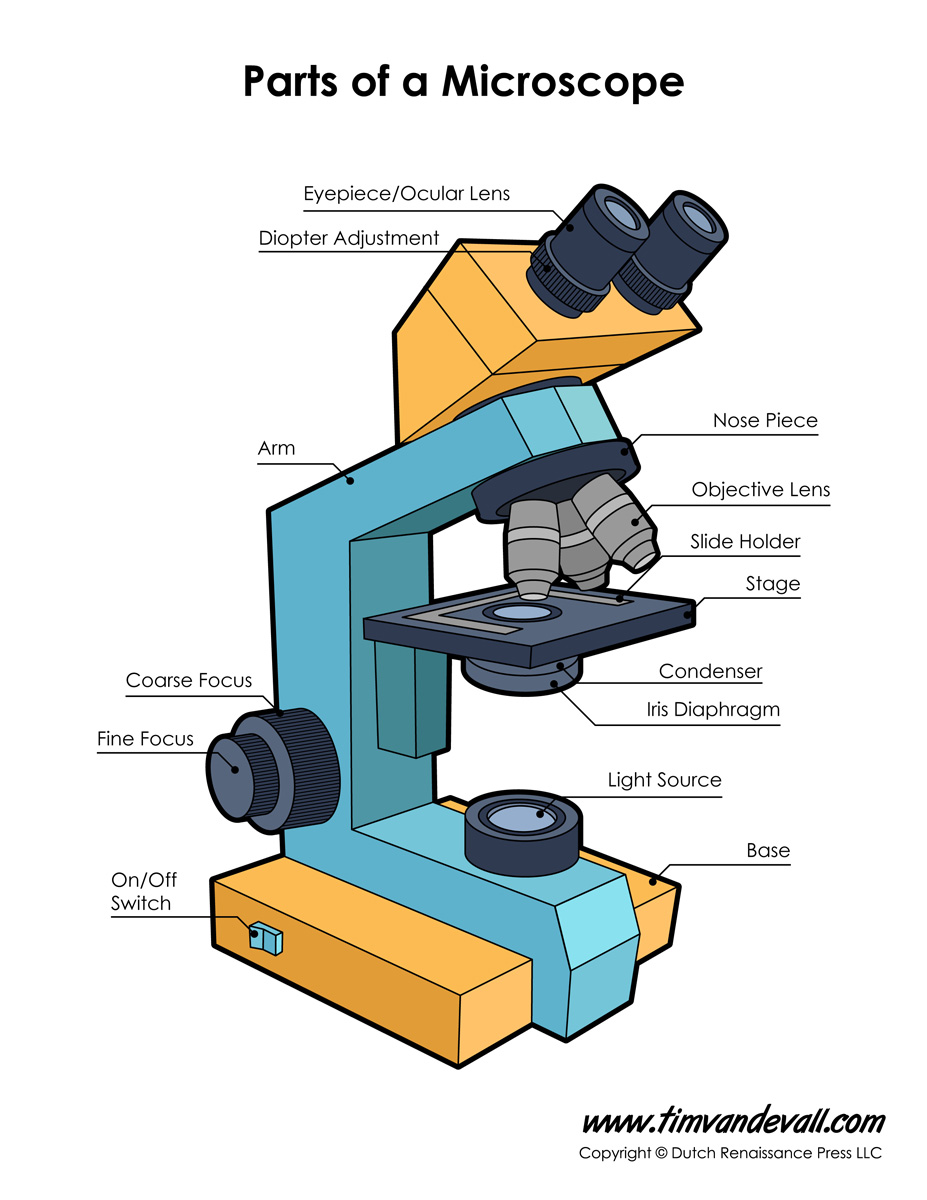 Microscope Diagram Labeled, Unlabeled and Blank  Parts of a  education, grade worksheets, learning, worksheets for teachers, and math worksheets Compound Microscope Parts And Functions Worksheet 1200 x 927