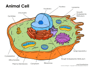 Printable Animal Cell Diagram Labeled Unlabeled And Blank