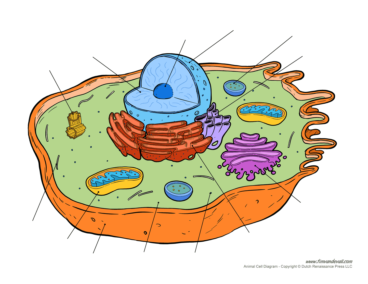 animal-cell-unlabeled-diagram-images-pictures-becuo