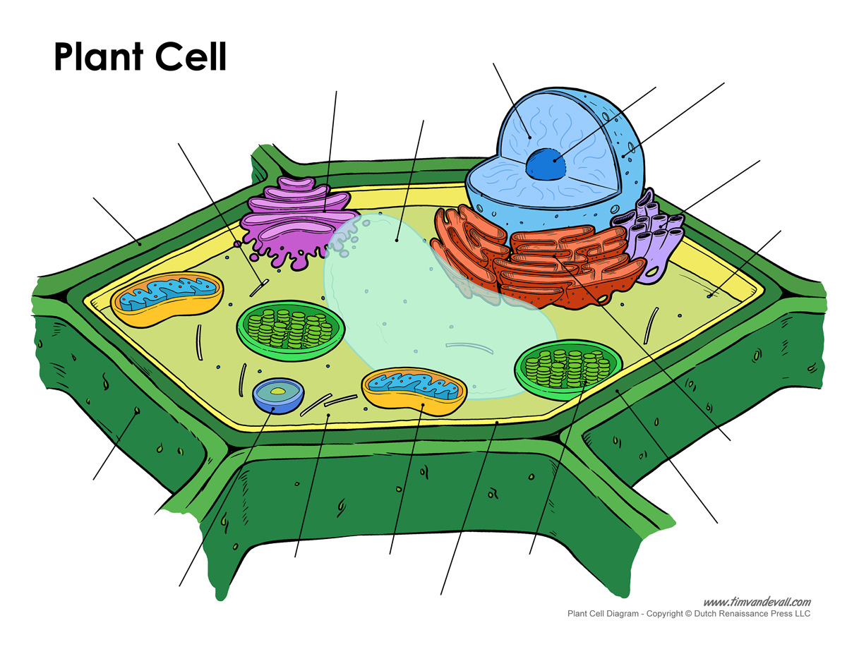 Blank Plant Cell Diagram - Tim's Printables
