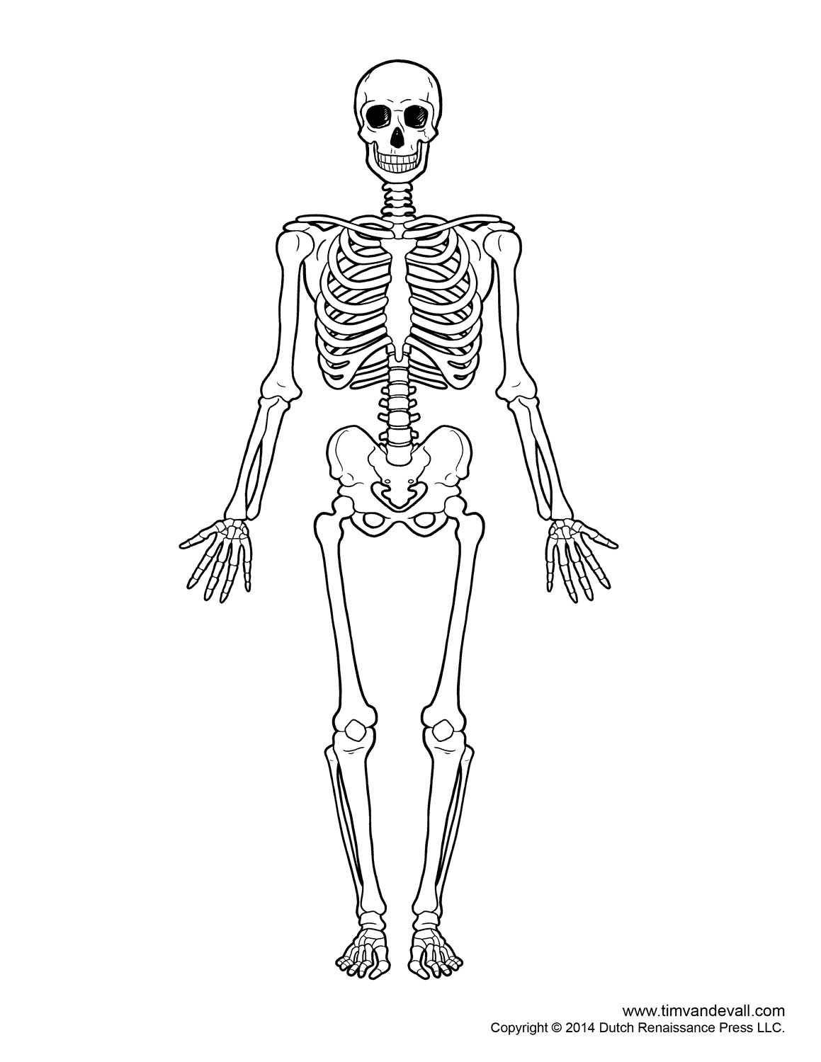 clipart human skeleton outline - photo #41