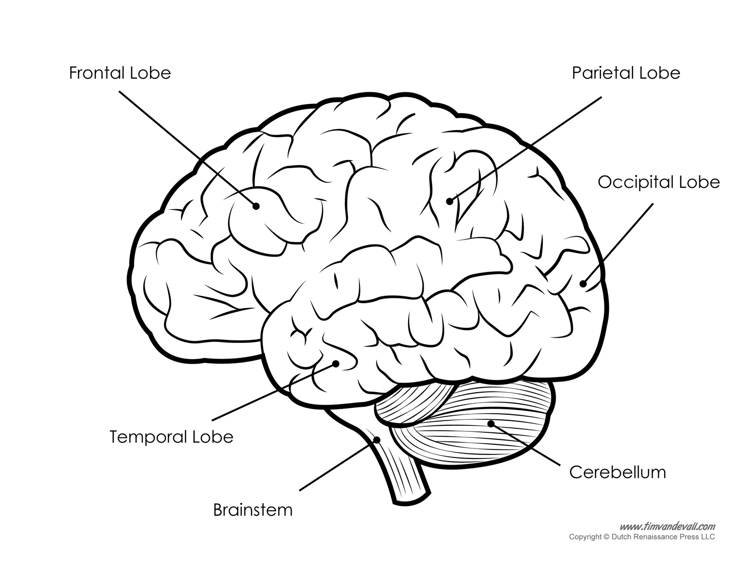 Brain Diagram Labeled BW Tim s Printables