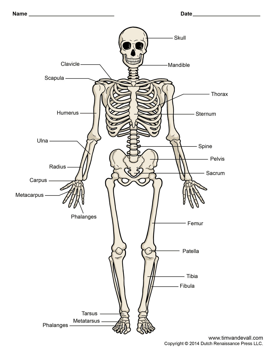 skeleton diagram