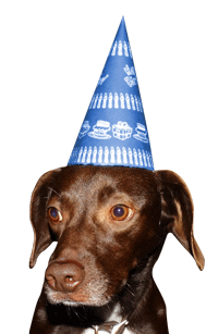 dogs in party hats