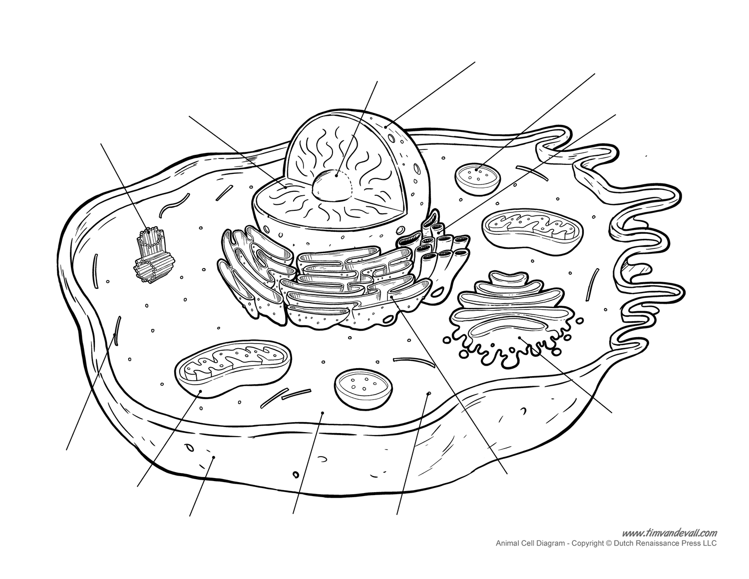 Animal Cell Diagram Unlabeled Tims Printables