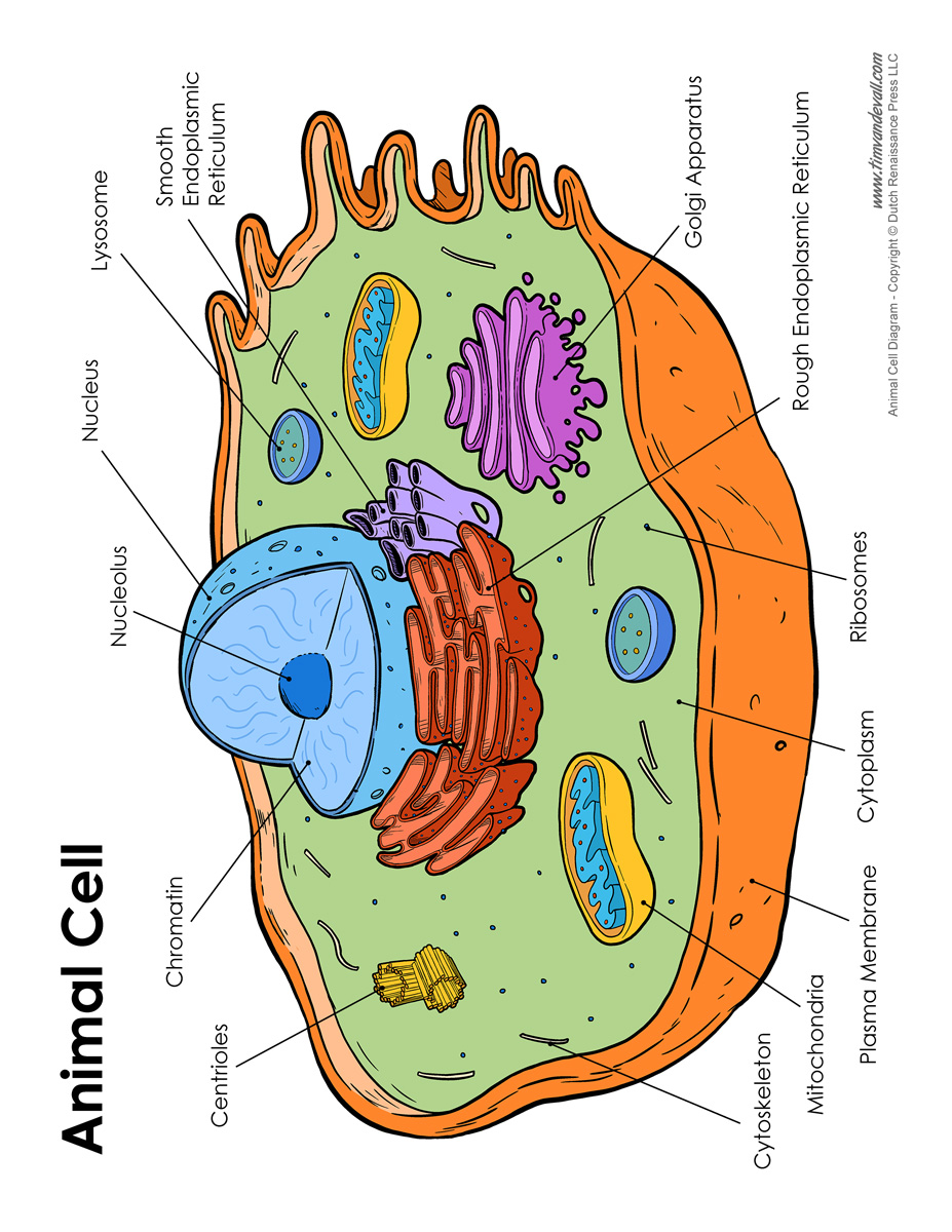 Animal Cell Diagram - Labeled - Tim's Printables