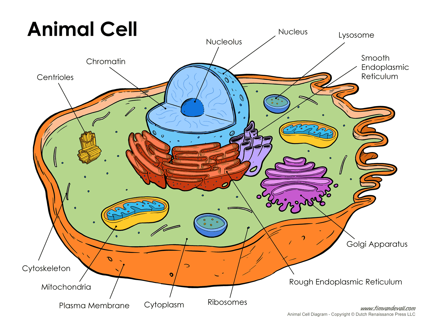 animal-cell-diagram – Tim's Printables