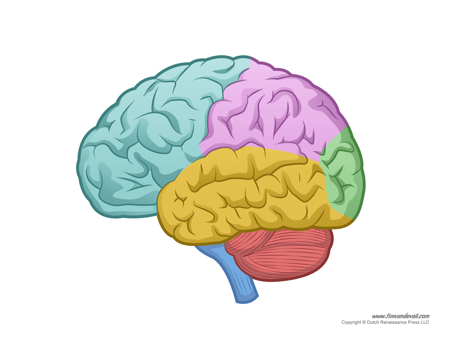 Printable Blank Brain Diagram - Printable Coloring Pages
