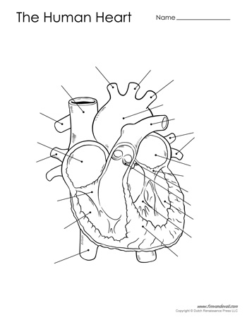 Human Heart Diagram - Unlabeled - Tim's Printables