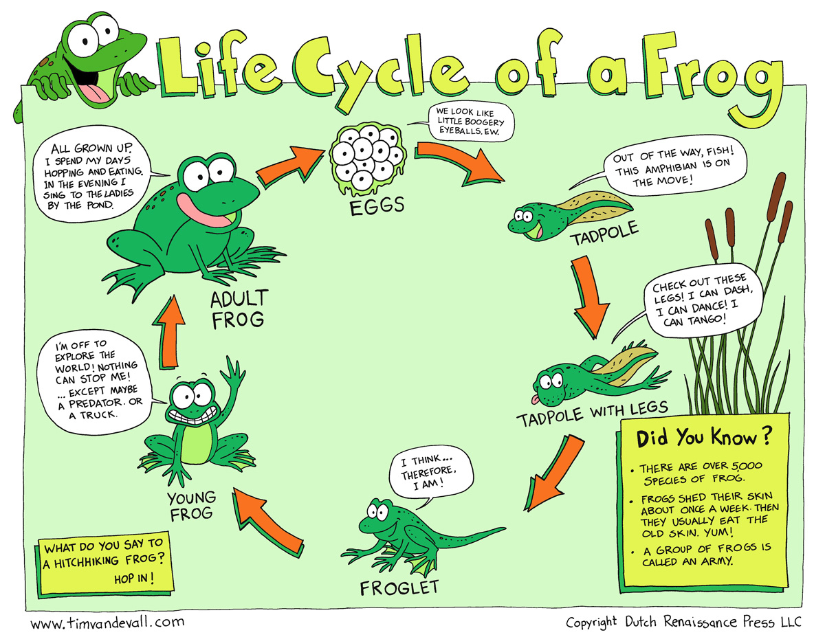essay about life cycle of frog