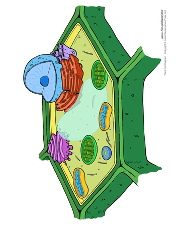 Plant Cell Diagram - Unlabeled - Tim's Printables